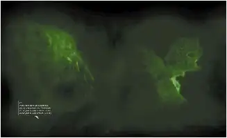 Description de l'image par IA : Deux formes lumineuses vertes dans une brume sombre, avec texte en bas à gauche.