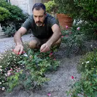 Description de l'image par IA : Homme jardinant parmi des rosiers dans un jardin.